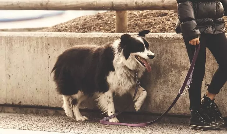 A dog wearing leash is walking side by side on his master