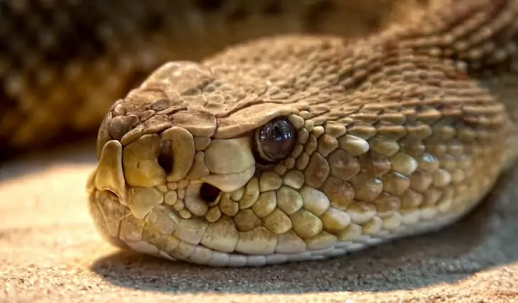 close-up photo of a rattlesnake