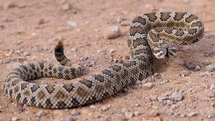 rattlesnake on the ground