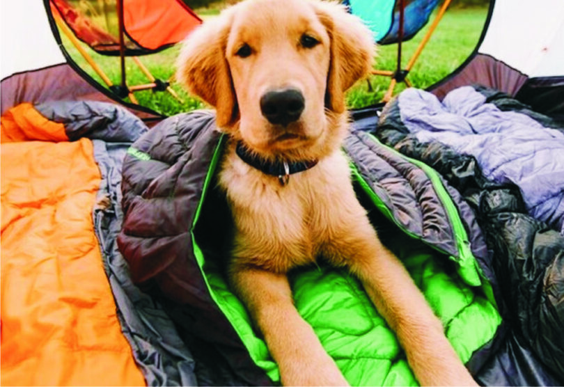 sleeping-bag-for-a-dog