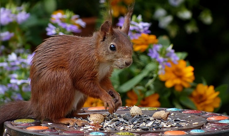 Brown Squirrel