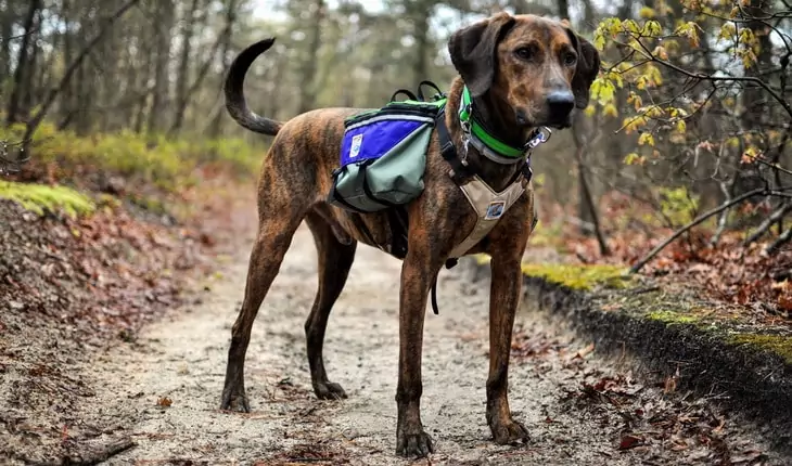 A dog hiking in the forest