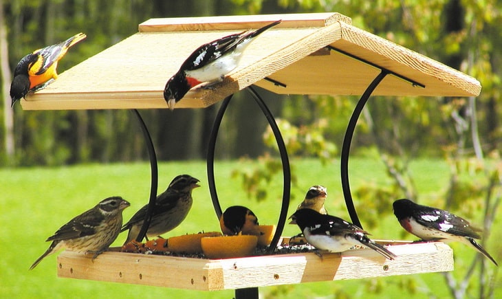 Birds eating from a bird feeder