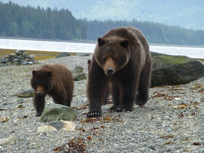 Kootznoowoo Brown Bear iin_Tongass_National_Forest