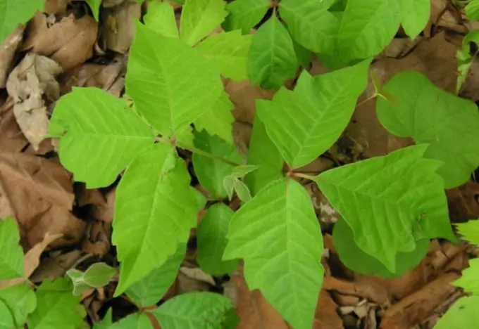 The rash caused by poison ivy is the result of an oil called urushiol.