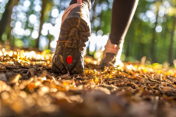 A hiker taking a walk in the woods