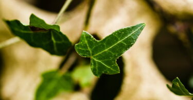 Close-up of poison ivy