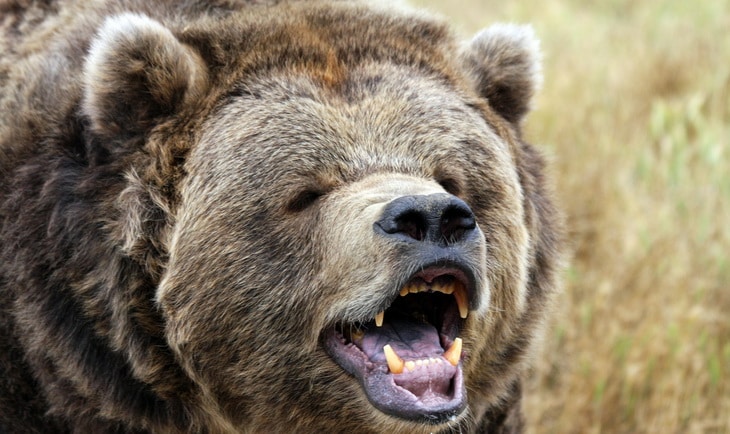 Bear preparing to attack