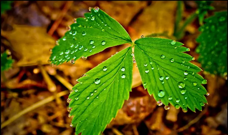 Poison Ivy drops