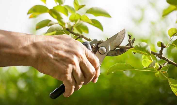 A man Pruning the Tree