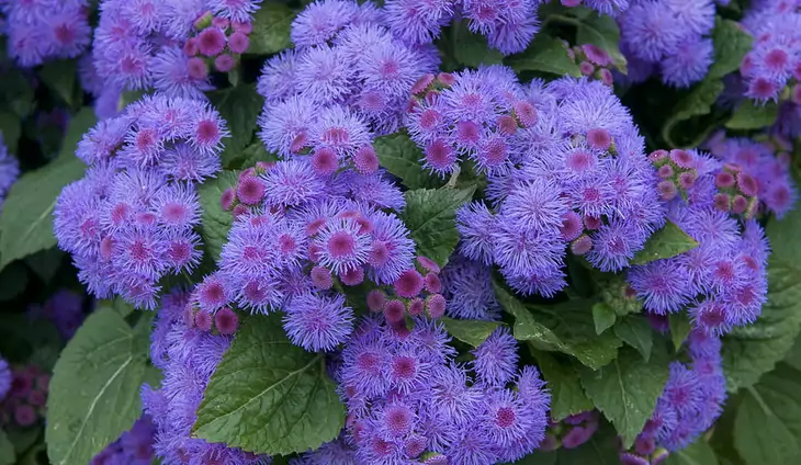 Ageratum plant