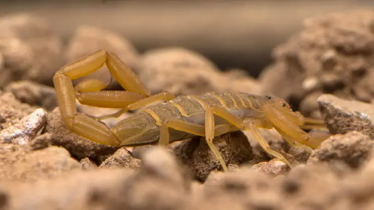 Arizona Bark Scorpion