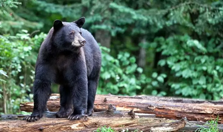 Bear attacks certainly generate headlines and create fear, but if you are confronted by a black or grizzly bear, don't panic, run, or try to climb a tree.