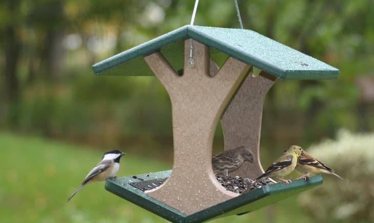 Little Birds eating in a Bird Feeder