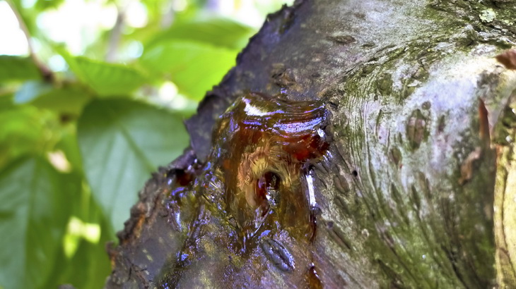 Cherry Tree Is Oozing Sap