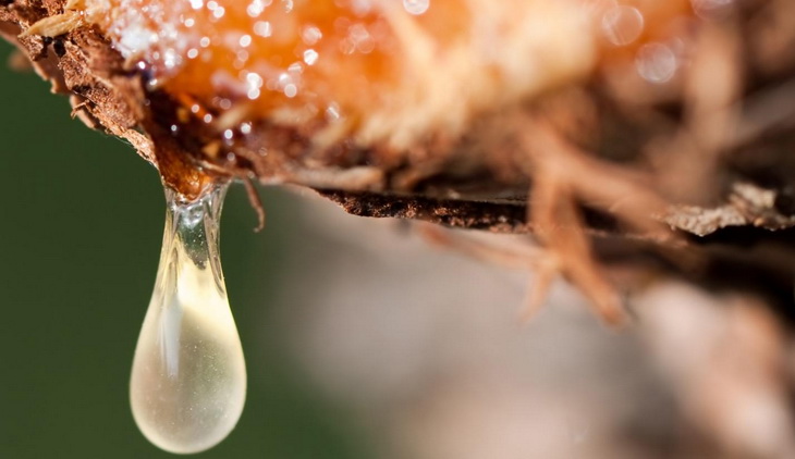 Close-up of Tree Sap