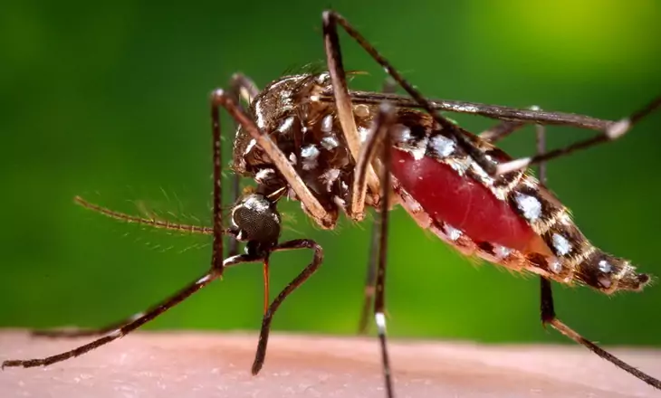 Close up of mosquito adult