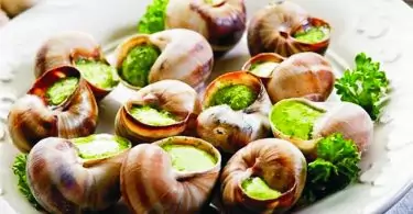 Edible Snails