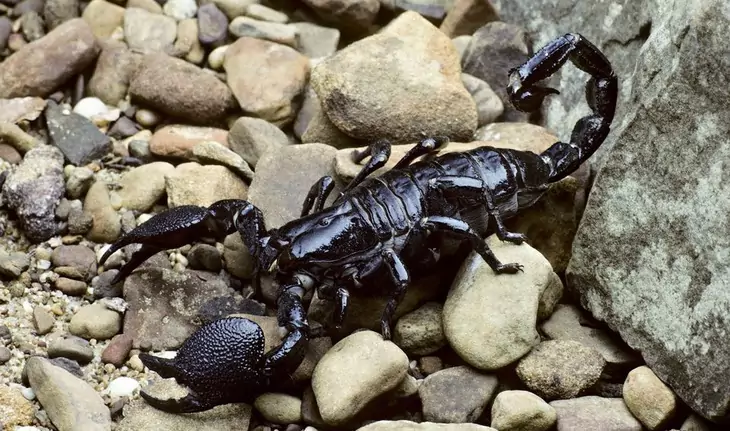 Emperor Scorpion, Pandinus imperator (Scorpionidae), from Africa.