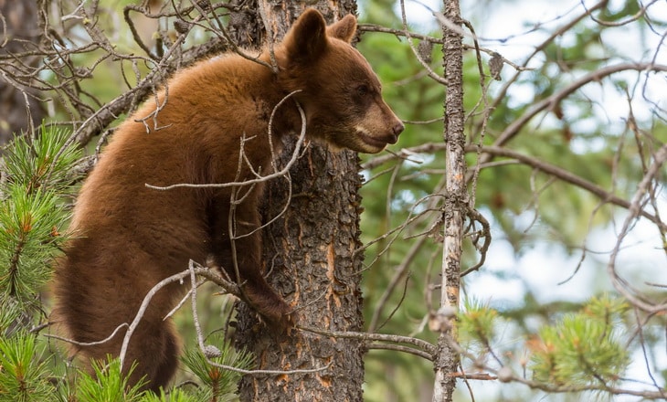 Grizzly bear cub and a couple of trees