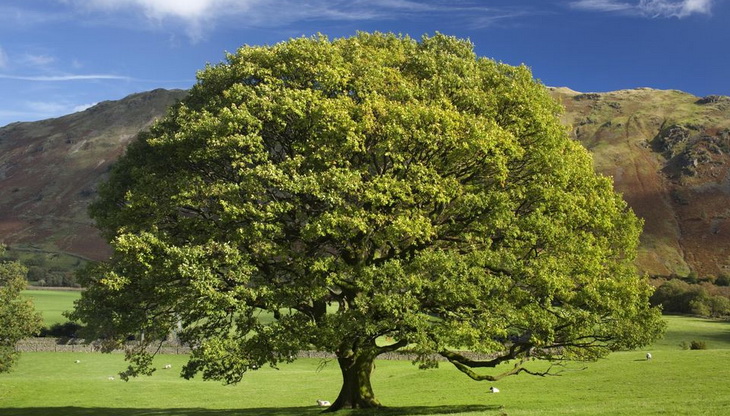 Growing the Columnar English Oak