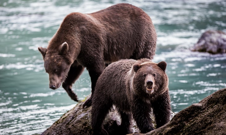 It is likely that this is the adolescent bear running amok in the campground, destroying anything in it's path.