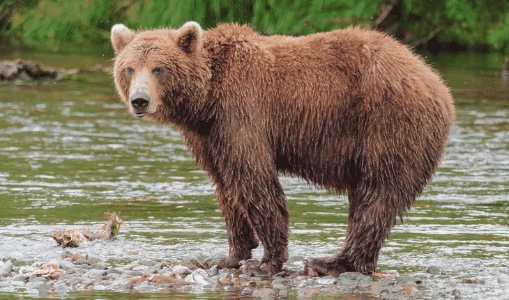 Kamchatka brown bear