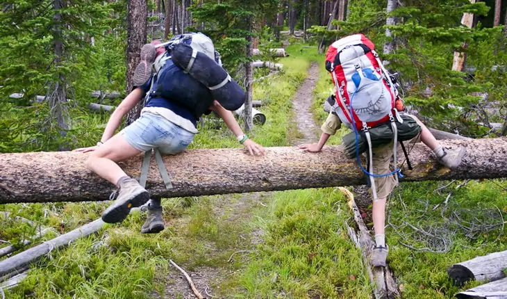 Kids climbing over fallen trees in Yellowstone National Park.