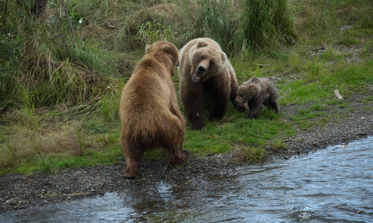 Male bear begins attack on mother and cub.