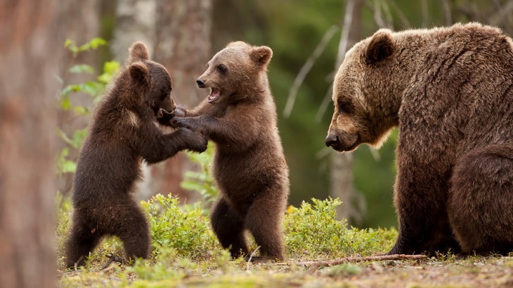 Mama bear with cubs