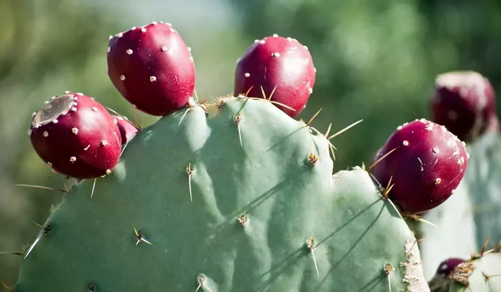 Prickly Pears on Cactus 