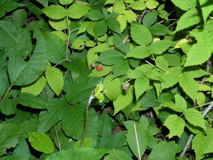 Raspberry and poison ivy leaves