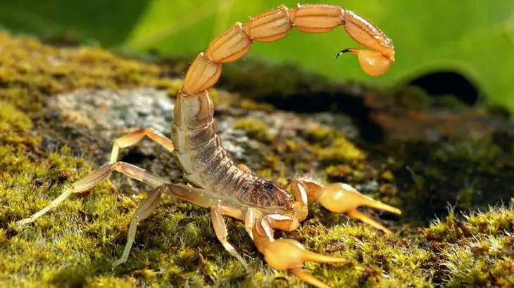 Scorpions can quickly grab an insect with their pincers and whip their telson, the poisonous tip of their segmented tail forward and sting their prey.
