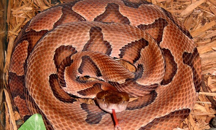 The Copperhead snake is extremely poisonous.