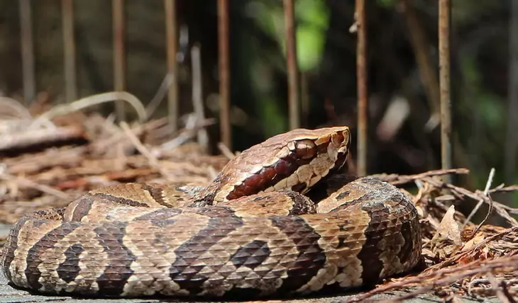 The Cottonmouth snake