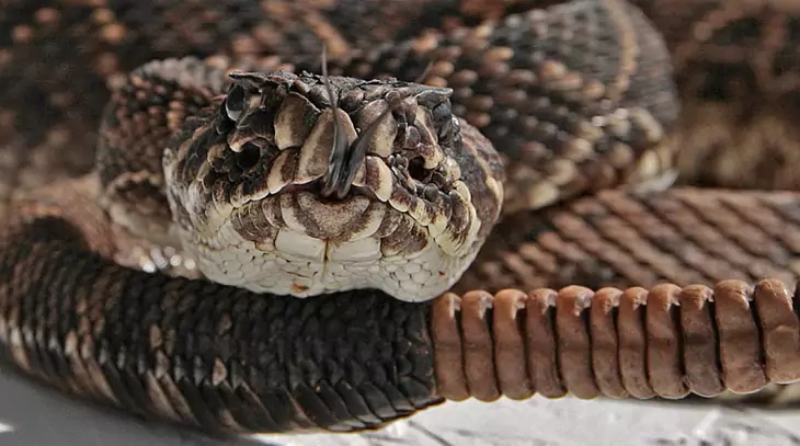 The Rattlesnake Derby