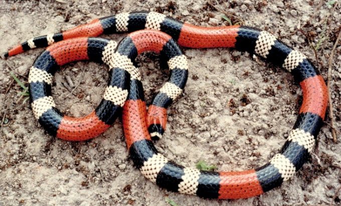 Edible Snakes: How to Know Which Ones You Can Eat – Hiking Tips and Advice