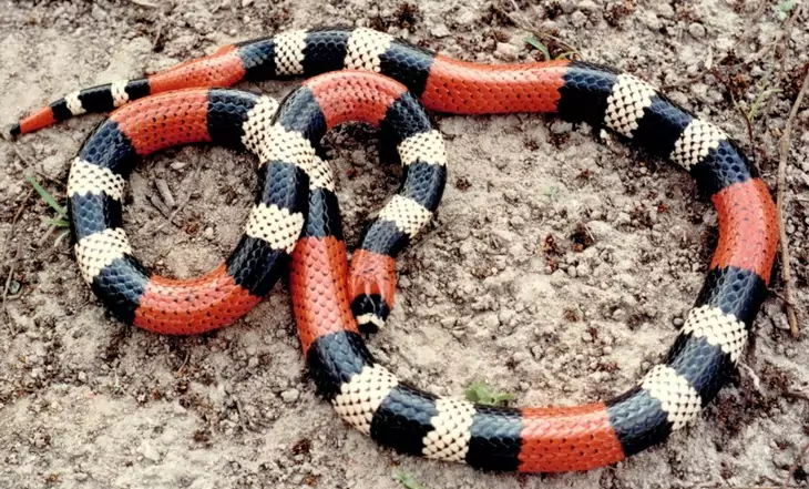 The Southern Coral Snake