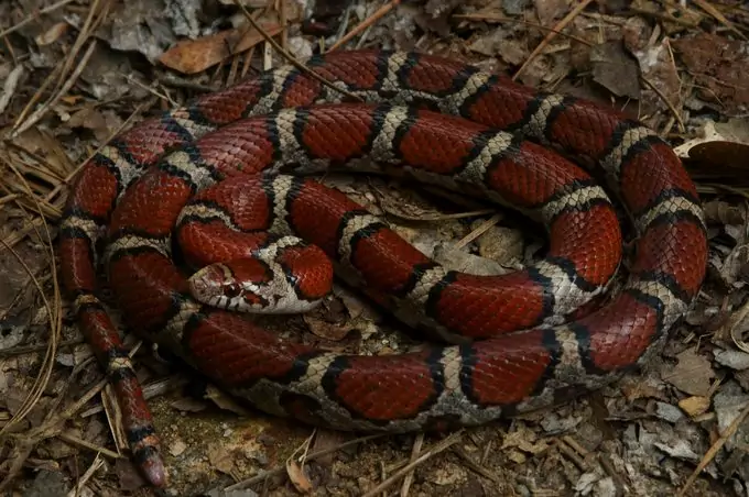 Red Milk Snake in Alabama