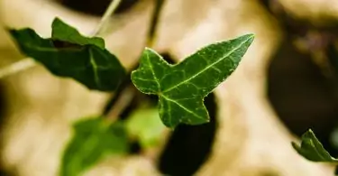 Poison Ivy plant
