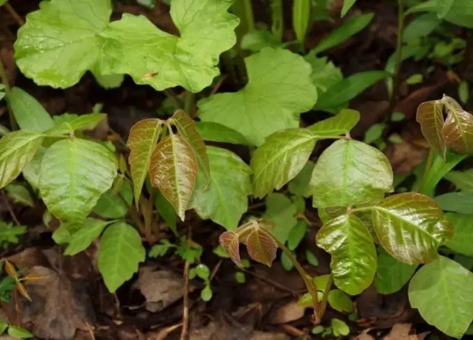 Poison Ivy rash plant