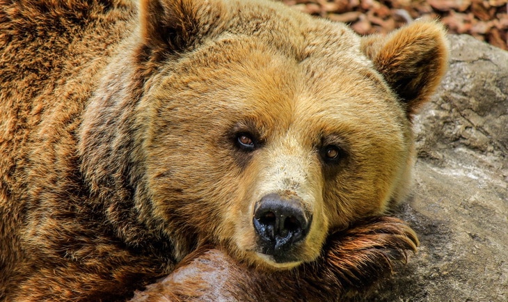 bear at zoo looking straight at the camera