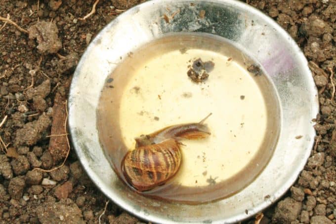 bowl-for-a-snail