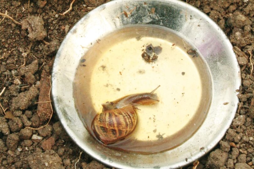 Edible Snails Where to Buy, How to Grow and Cook These Dishes