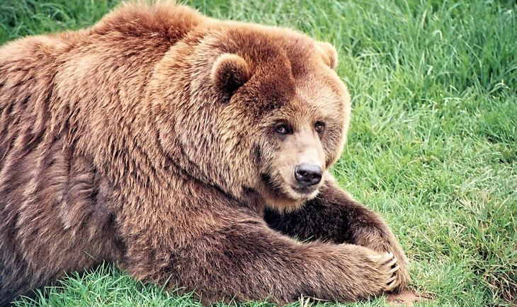Brown Bear Sitting on the Ground