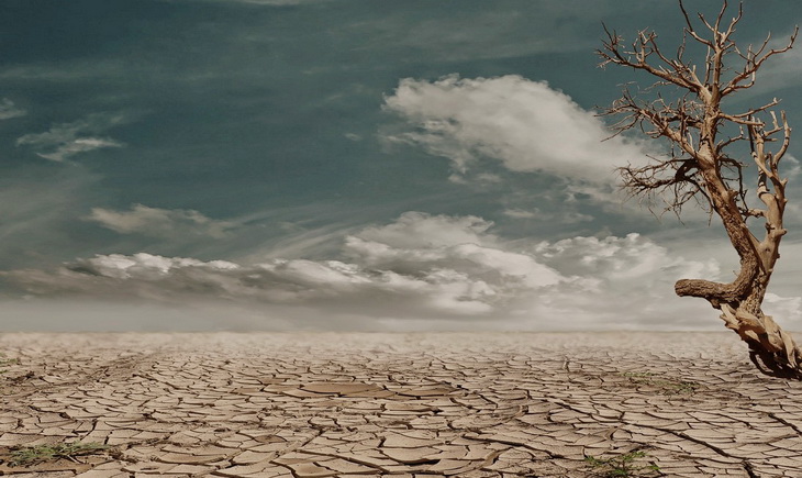 Photo of Brown Bare Tree on Brown Surface during Daytime