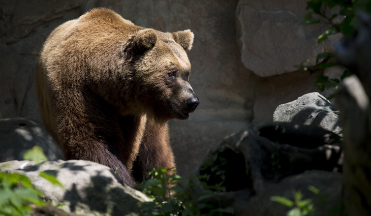 Brown Bear Near Green Plant