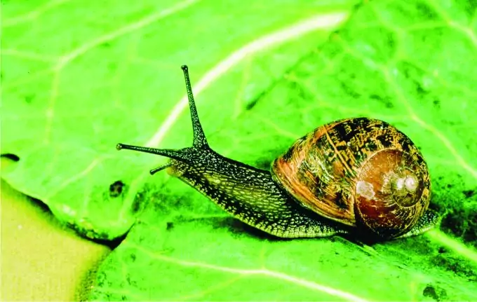 garden-snail