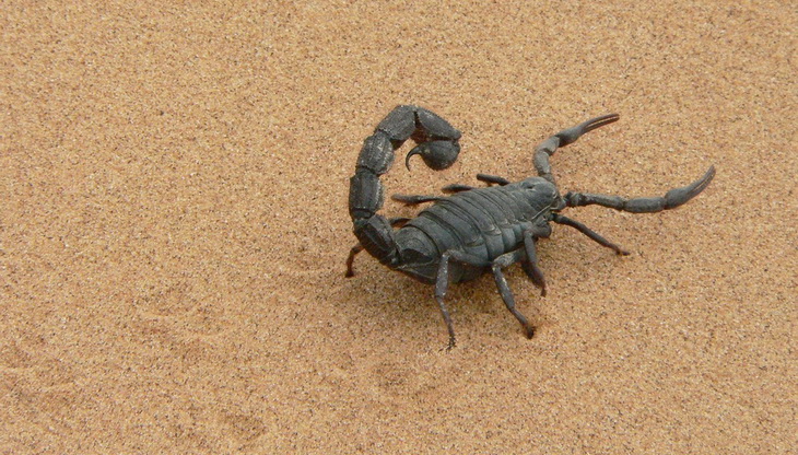 giant-scorpion on the sand