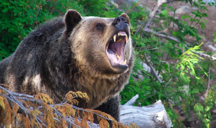 grizzly-bear in the forest